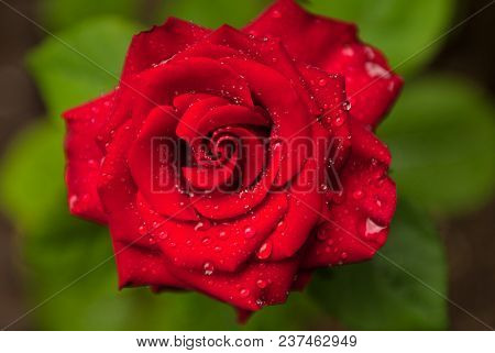 Beautiful Wet Red Rose In Garden During Spring Blooming