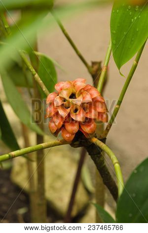 Pineapple Ginger Latin Name Tapeinochilos Ananassae Also Known As Wax Ginger A Tropical Plant Native