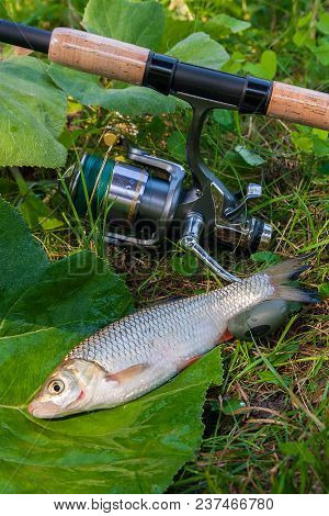 View Of The European Chub Fish And Fishing Rod With Reel On The Natural Background. .