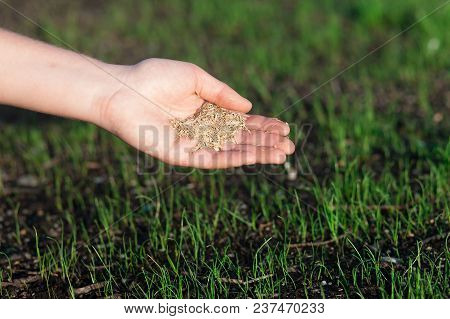 Planting A New Lawn.