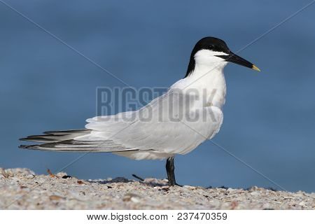 A Sandwich Tern, Thalasseus Sandvicensis At The Shoreline On A Beach In Florida With A Blue Backgrou