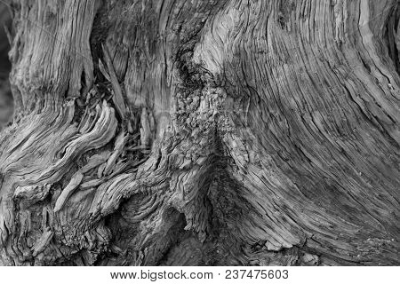 Black And White Fallen Tree With Gray Wood Grain