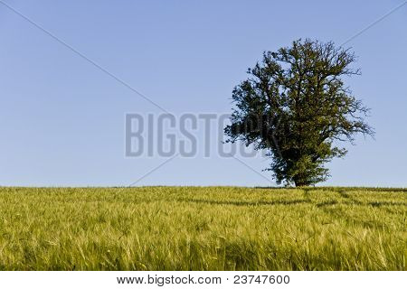 Træ, blå himmel og Grainfield