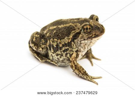 Ground Toad Isolated On A White Background