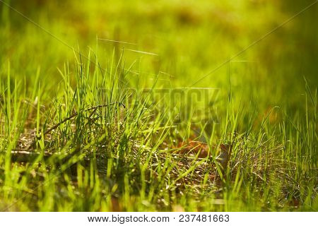 Grassblades closeup on a field