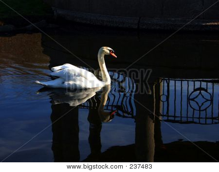 Swan 5