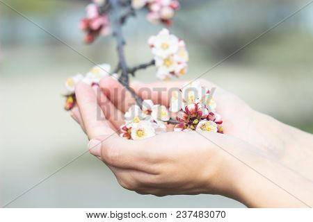 The Girl Is Holding A Branch Of A Blossoming Apple Tree In Her Hands