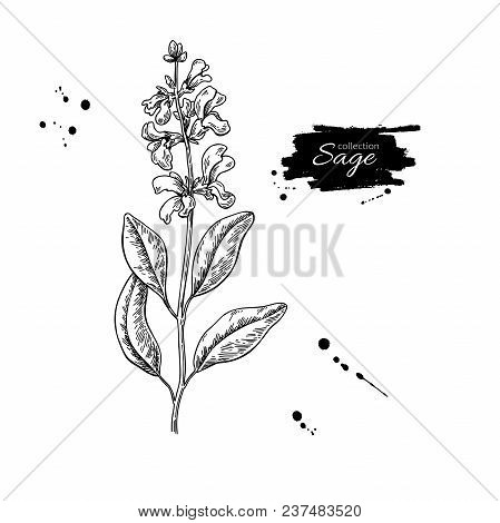 Sage Vector Drawing. Isolated Plant With Flower And Leaves. Herbal Engraved Style Illustration. Deta