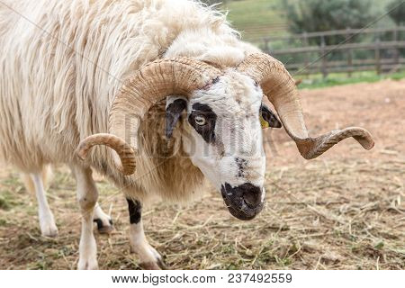 A Herd Of Portuguese Goats Is Kept In The Stall. To Graze