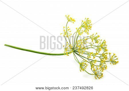 Wild Fennel Flower Isolated On White Background.