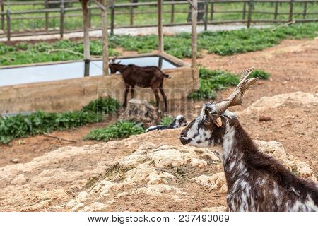 A Herd Of Portuguese Goats Is Kept In The Stall. To Graze