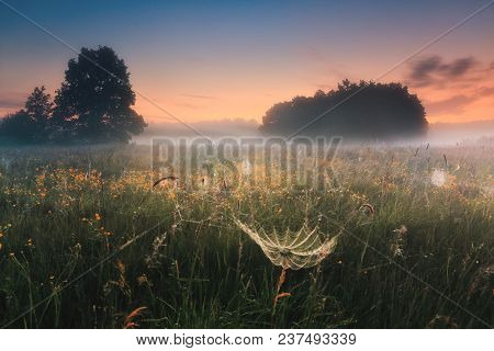 Amazing Spring Landscape With Bloomig Field And Natural Web Early In Misty Morning. Colorful Spring 