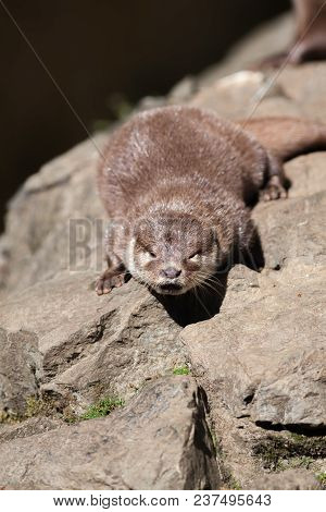 Riverside Otter Drying In The Sun. Beautiful Semiaquatic Mammal Wildlife Image.