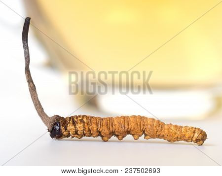 Ophiocordyceps Sinensis Or Mushroom Cordyceps This Is A Herbs Placed In Front Of A Glass Of Cordycep