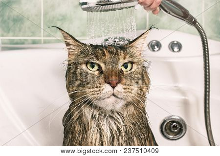 Wet Cat. Funny Cat In The Bath