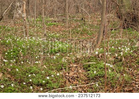 Snowdrops In The Forest