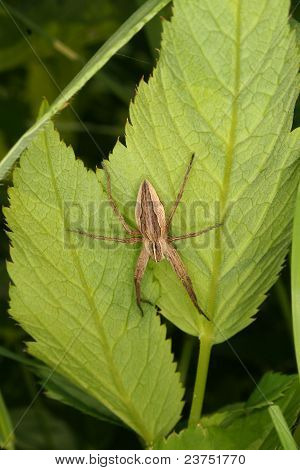 Przedszkola Web Spider (Pisaura mirabilis)