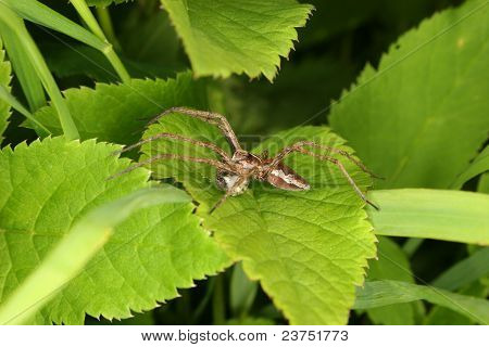 Przedszkola Web Spider (Pisaura mirabilis)