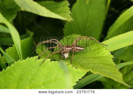 Przedszkola Web Spider (Pisaura mirabilis)