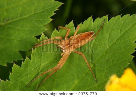 Przedszkola Web Spider (Pisaura mirabilis)