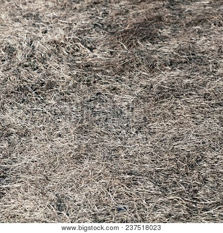 Natural Texture Of A Dry Grass. Nature.