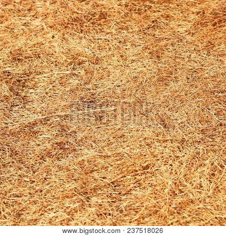 Natural Texture Of A Dry Grass. Nature.