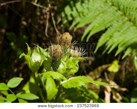 Blooming Cabbage Or Siberian Thistle, Cirsium Oleraceum, Flowers, Bud And Leaves With Fly Defocused,