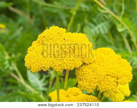 Flower Of Fernleaf Yarrow Or Achillea Filipendulina Macro, Selective Focus, Shallow Dof.