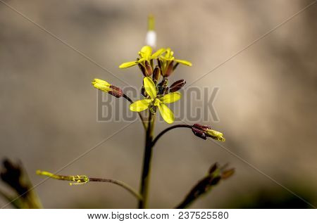 Thymophyllia, Yellow Flowers, Natural Summer Background, Blurred Image, Selective Focus