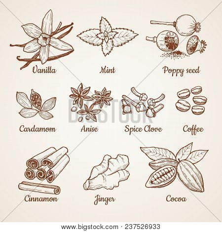 Cinnamon, Chocolate, Lemon And Other Kitchen Herbs. Hand Drawn Illustrations. Aroma Clove And Anise,