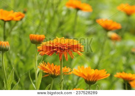 Orange Pot Marigold Bloosom - Calendula Officinalis Field .