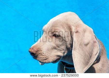 Portrait Of A Weimaraner Puppy On Blue Background. Puppy Of A Hunting Dog