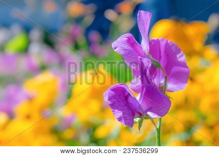 Purple sweet pea  flower photographed with a specialty lens to get shallow depth of field and dreamy background.