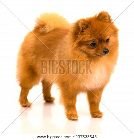 Pomeranian Dog Isolated On White Background. Zwergspitz, Dwarf Spitz.
