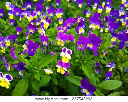 Fragment Of A Glade With Blossoming Flowers Of A Plant Pansies Violet Tri Color