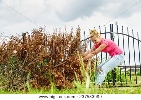 Woman Gardener Removing Withered Dried Thuja Tree From Her Backyard. Yard Work Around The House