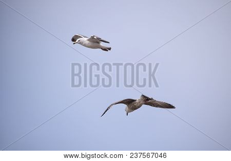 Brighton, United Kingdom - March 29 2018:   An Adult And A Juvenille Herring Gull In Flight