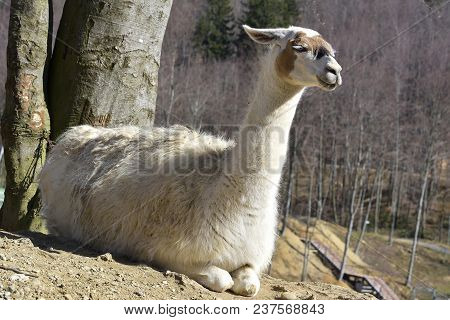 Guanaco (lama Guanicoe). Guanaco Is A Mammal Of The Genus Lam Of The Family Of Camelids.
