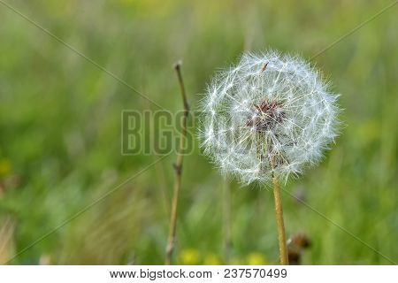 Common Dandelion (taraxacum Officinale). Limited Depth Of Field.