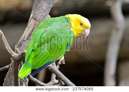 Close Up Of The Yellow-headed Parrot, Otherwise Known As The Yellow-headed Amazon. A Popular Pet Spe