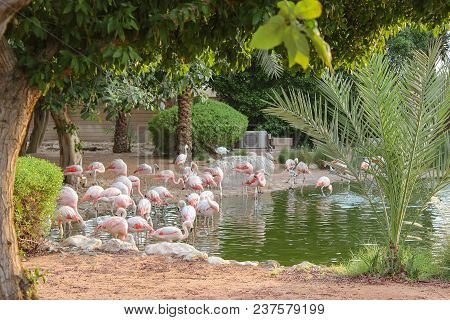 Flamingo Mangrove National Park Abu Dhabi In The United Arab Emirates.