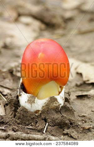 Orange Amanita Jackson Mushroom Breaking Through Its Volva As It Grows Out Of The Brown Soil.