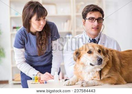 Doctor and assistant checking up golden retriever dog in vet cli