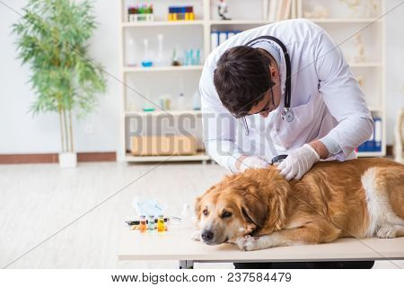Doctor and assistant checking up golden retriever dog in vet cli