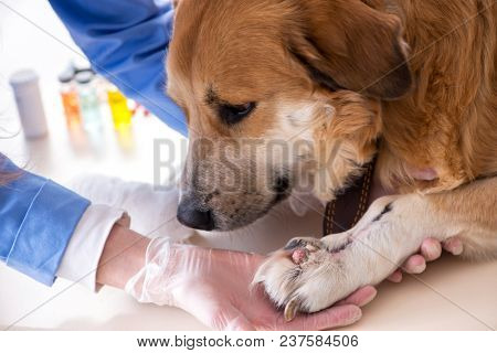Doctor and assistant checking up golden retriever dog in vet cli
