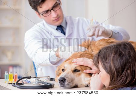 Doctor and assistant checking up golden retriever dog in vet cli