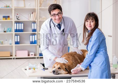 Doctor and assistant checking up golden retriever dog in vet cli