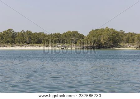 Mangrove National Park Abu Dhabi In The United Arab Emirates.
