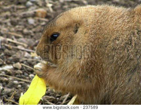 Chien de Prairie, manger une feuille