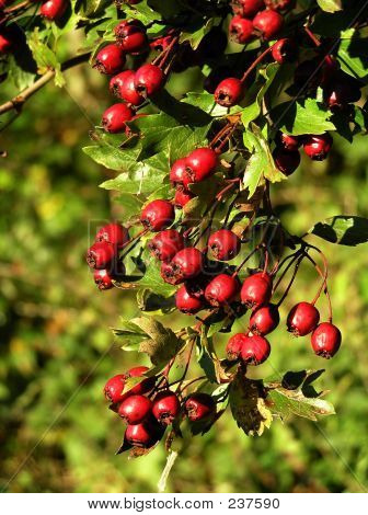 Fruits rouges